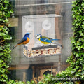 Clear acrylic window bird feeder with two birds feeding | Snagworthy.store